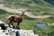 38 Scendono su rocce con vista sulla Val Carisole